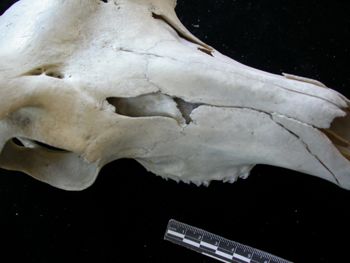 Media type: image;   Mammalogy 17733